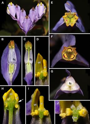 Chasmogamy and entomophily in Burmannia disticha (Burmanniaceae)
